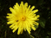 Possible Hawkweed Ox-tongue (Picris hieracioides)