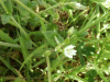 Budding Stitchwort (Stellaria holostea)