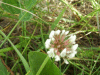 White Clover/Dutch Clover (Trifolium repens)