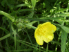 Lesser Spearwort (Ranunculus lingua)