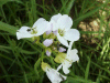 Cuckoo Flowers (Cardamine pratensis agg)