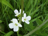 Cuckoo Flowers (Cardamine pratensis agg)