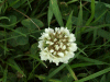 White Clover/Dutch Clover (Trifolium repens)