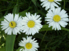Daisies (Bellis perennis)