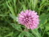 Red Clover (trefolium repens)