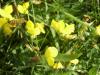 Common Bird's-foot trefoil (Lotus corniculatus)