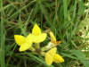 Common Bird's-foot trefoil (Lotus corniculatus)
