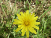Possible Hawkweed Ox-tongue (Picris hieracioides)