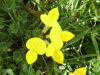 Common Bird's-foot trefoil (Lotus corniculatus)