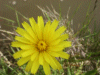 Possible Hawkweed Ox-tongue (Picris hieracioides)