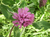 Red Clover (trefolium repens)