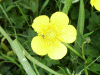 Possible Lesser Spearwort (Ranunculus lingua)