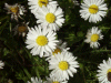 Daisies (Bellis perennis)