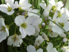 Cuckoo Flowers (Cardamine pratensis agg)