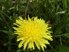Dandelion (Taraxacum officinale)