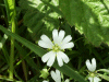 Stitchwort (Stellaria holostea)