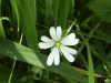 Stitchwort (Stellaria holostea)