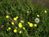 Buttercup (Ranunculus repens), Red Clover (trefolium repens) and Dandelion Seedhead