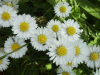 Daisies (Bellis perennis)