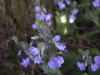 Germander Speedwell (Veronica chamaedrys)