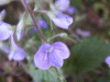 Germander Speedwell (Veronica chamaedrys)