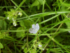 Germander Speedwell (Veronica chamaedrys)