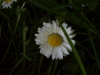 Daisies (Bellis perennis)
