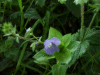 Germander Speedwell (Veronica chamaedrys)