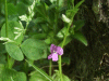 Common Vetch (Vicia sativa)