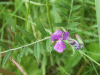 Common Vetch (Vicia sativa)