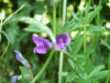 Common Vetch (Vicia sativa)