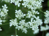 Cow Parsley (Anthriscus sylvestris)