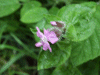 Red Campion (Silene dioica)
