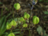 Bluebell seedpods