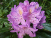 Wild Rhododendrums (Rhododendron ponticum)
