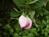 Possible Dog Rose (Rosa canina)