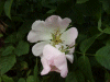 Possible Field Rose (Rosa arvensis)