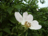 Possible Field Rose (Rosa arvensis)