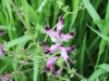 Common Fumitory (Fumaria officinalis)