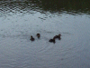 Ducklings