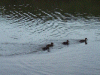 Ducklings