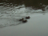 Ducklings