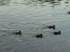 Ducklings