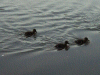 Ducklings