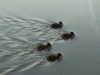 Ducklings
