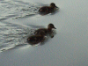 Ducklings