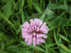 Red Clover (trefolium repens)
