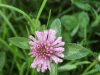 Red Clover (trefolium repens)