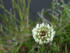 White Clover/Dutch Clover (Trifolium repens)