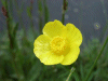 Buttercup (Ranunculus repens)
